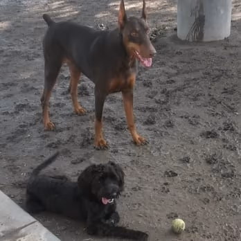 Corona Dog Park at Butterfield Stage Trail photo 1